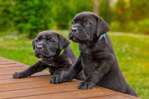 Pups 