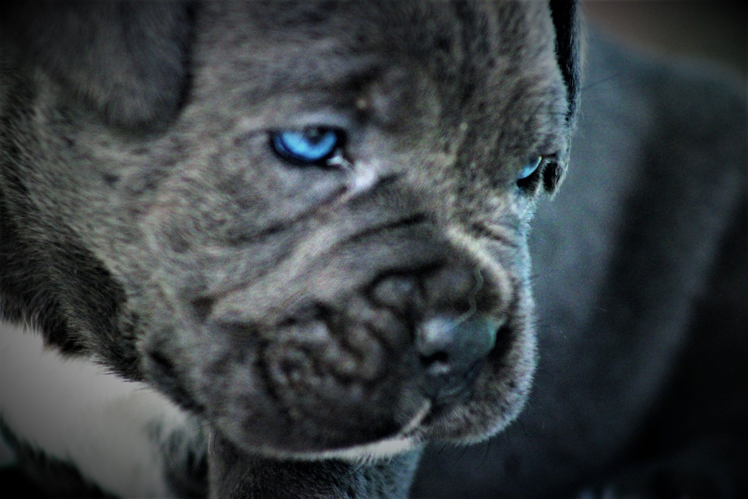 Cane Corso