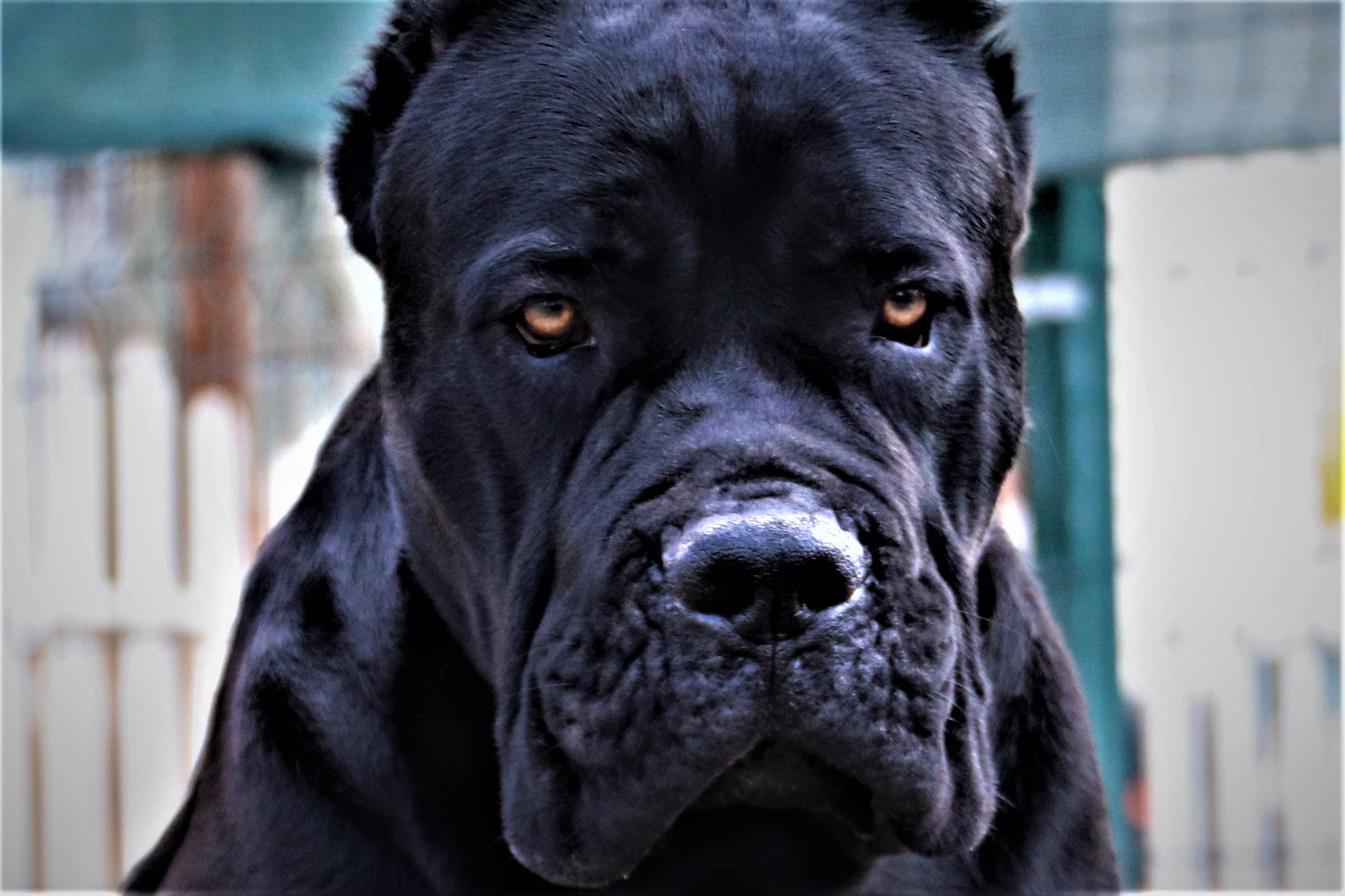 Cane Corso